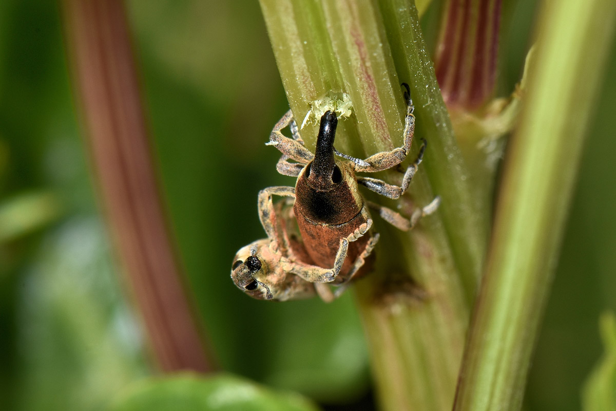 Curculionidae:  Lixus juncii?  S !